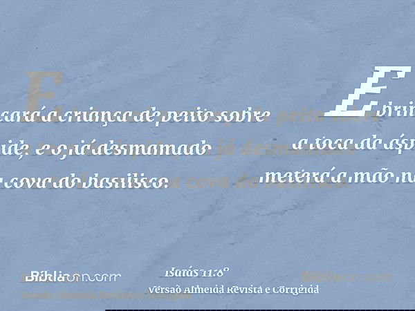 E brincará a criança de peito sobre a toca da áspide, e o já desmamado meterá a mão na cova do basilisco.