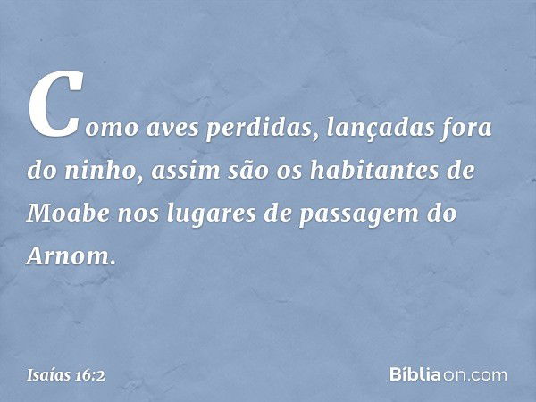 Como aves perdidas,
lançadas fora do ninho,
assim são os habitantes de Moabe
nos lugares de passagem do Arnom. -- Isaías 16:2