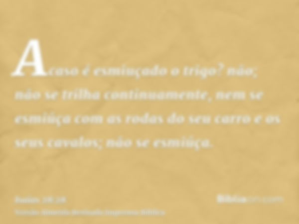 Acaso é esmiuçado o trigo? não; não se trilha continuamente, nem se esmiúça com as rodas do seu carro e os seus cavalos; não se esmiúça.