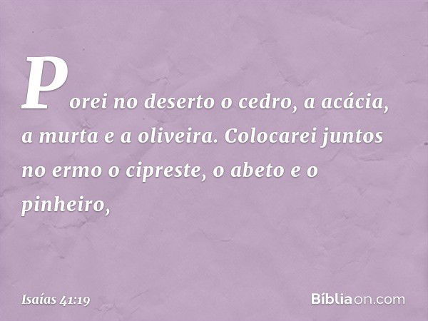 Porei no deserto o cedro,
a acácia, a murta e a oliveira.
Colocarei juntos no ermo
o cipreste, o abeto e o pinheiro, -- Isaías 41:19