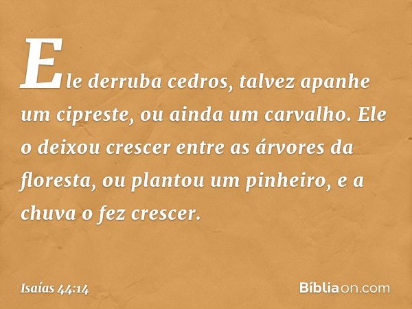 Ele derruba cedros,
talvez apanhe um cipreste,
ou ainda um carvalho.
Ele o deixou crescer entre
as árvores da floresta,
ou plantou um pinheiro,
e a chuva o fez 