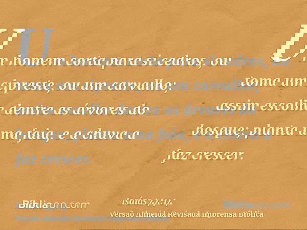 Um homem corta para si cedros, ou toma um cipreste, ou um carvalho; assim escolhe dentre as árvores do bosque; planta uma faia, e a chuva a faz crescer.