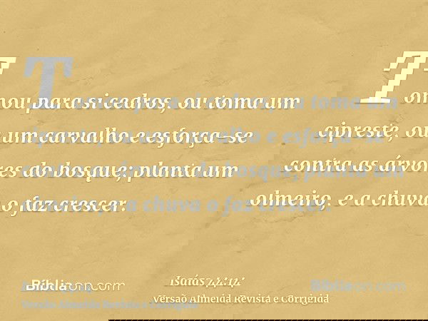 Tomou para si cedros, ou toma um cipreste, ou um carvalho e esforça-se contra as árvores do bosque; planta um olmeiro, e a chuva o faz crescer.