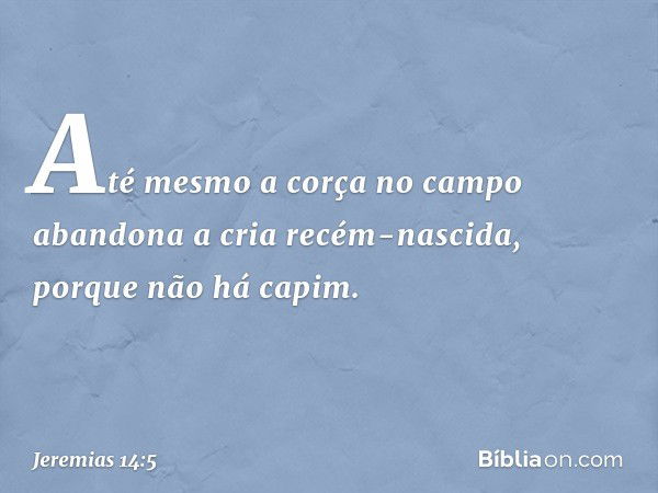 Até mesmo a corça no campo
abandona a cria recém-nascida,
porque não há capim. -- Jeremias 14:5