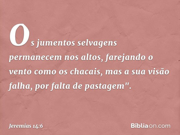 Os jumentos selvagens
permanecem nos altos,
farejando o vento como os chacais,
mas a sua visão falha,
por falta de pastagem". -- Jeremias 14:6