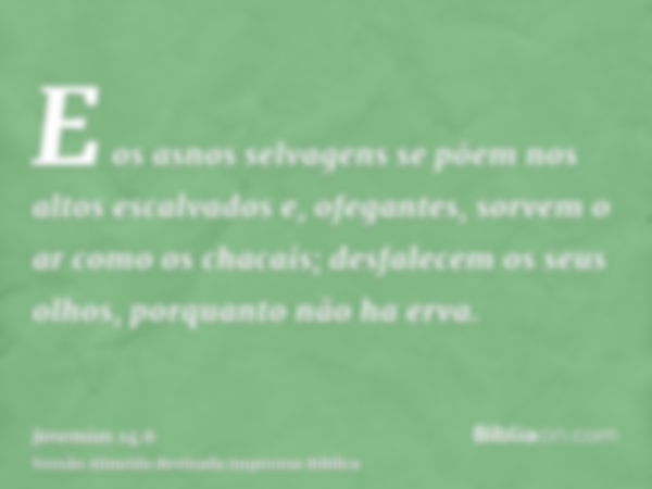 E os asnos selvagens se põem nos altos escalvados e, ofegantes, sorvem o ar como os chacais; desfalecem os seus olhos, porquanto não ha erva.