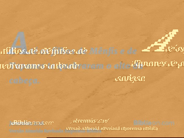 Até os filhos de Mênfis e de Tapanes te quebraram o alto da cabeça.