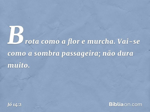 Brota como a flor e murcha.
Vai-se como a sombra passageira;
não dura muito. -- Jó 14:2