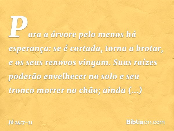 "Para a árvore
pelo menos há esperança:
se é cortada, torna a brotar,
e os seus renovos vingam. Suas raízes poderão envelhecer
no solo
e seu tronco morrer no ch