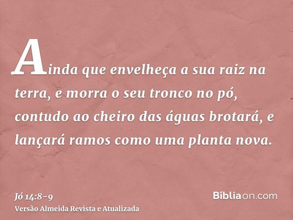 Ainda que envelheça a sua raiz na terra, e morra o seu tronco no pó,contudo ao cheiro das águas brotará, e lançará ramos como uma planta nova.