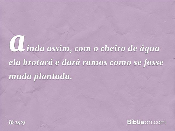 ainda assim, com o cheiro de água
ela brotará
e dará ramos como se fosse
muda plantada. -- Jó 14:9