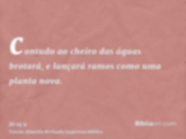 contudo ao cheiro das águas brotará, e lançará ramos como uma planta nova.