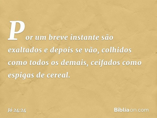 Por um breve instante são exaltados
e depois se vão,
colhidos como todos os demais,
ceifados como espigas de cereal. -- Jó 24:24