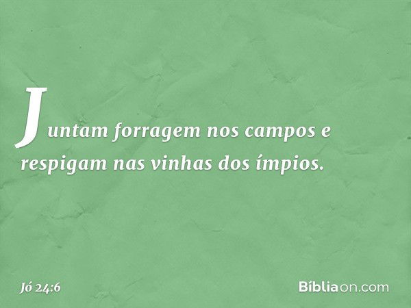 Juntam forragem nos campos
e respigam nas vinhas dos ímpios. -- Jó 24:6