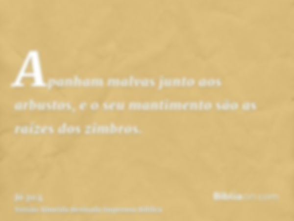 Apanham malvas junto aos arbustos, e o seu mantimento são as raízes dos zimbros.