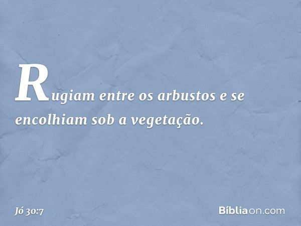 Rugiam entre os arbustos
e se encolhiam sob a vegetação. -- Jó 30:7