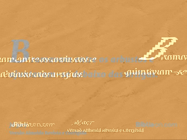 Bramavam entre os arbustos e ajuntavam-se debaixo das urtigas.