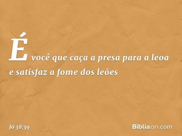 "É você que caça a presa para a leoa
e satisfaz a fome dos leões -- Jó 38:39