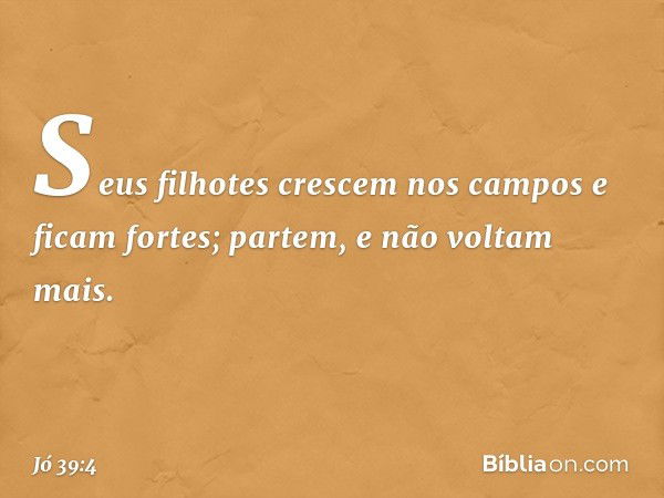 Seus filhotes crescem nos campos
e ficam fortes;
partem, e não voltam mais. -- Jó 39:4