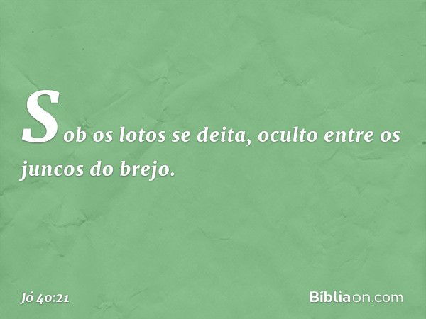 Sob os lotos se deita,
oculto entre os juncos do brejo. -- Jó 40:21