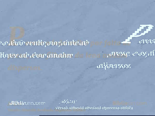 Perece o leão velho por falta de presa, e os filhotes da leoa andam dispersos.