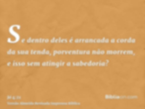 Se dentro deles é arrancada a corda da sua tenda, porventura não morrem, e isso sem atingir a sabedoria?