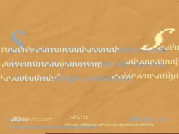 Se dentro deles é arrancada a corda da sua tenda, porventura não morrem, e isso sem atingir a sabedoria?