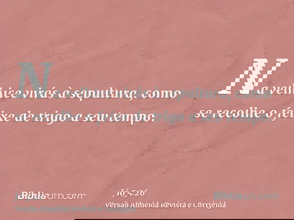 Na velhice virás à sepultura, como se recolhe o feixe de trigo a seu tempo.