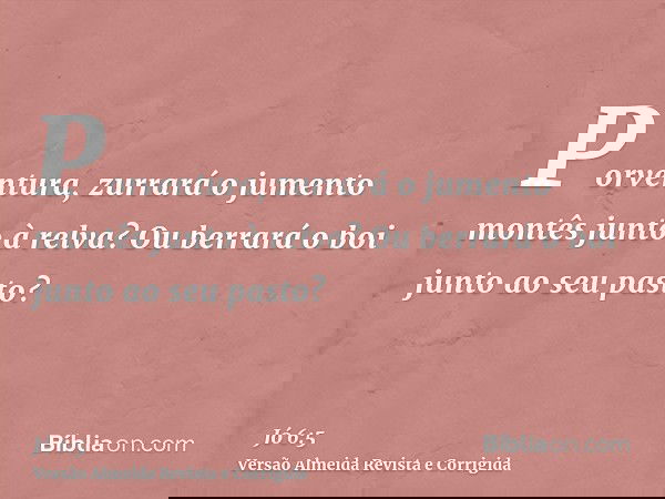 Porventura, zurrará o jumento montês junto à relva? Ou berrará o boi junto ao seu pasto?