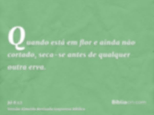 Quando está em flor e ainda não cortado, seca-se antes de qualquer outra erva.