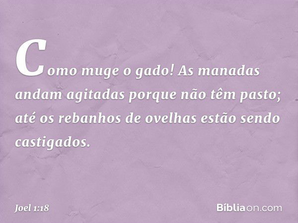 Como muge o gado!
As manadas andam agitadas
porque não têm pasto;
até os rebanhos de ovelhas
estão sendo castigados. -- Joel 1:18