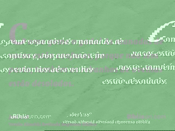 Como geme o gado! As manadas de vacas estão confusas, porque não têm pasto; também os rebanhos de ovelhas estão desolados.