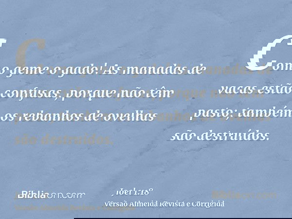 Como geme o gado! As manadas de vacas estão confusas, porque não têm pasto; também os rebanhos de ovelhas são destruídos.