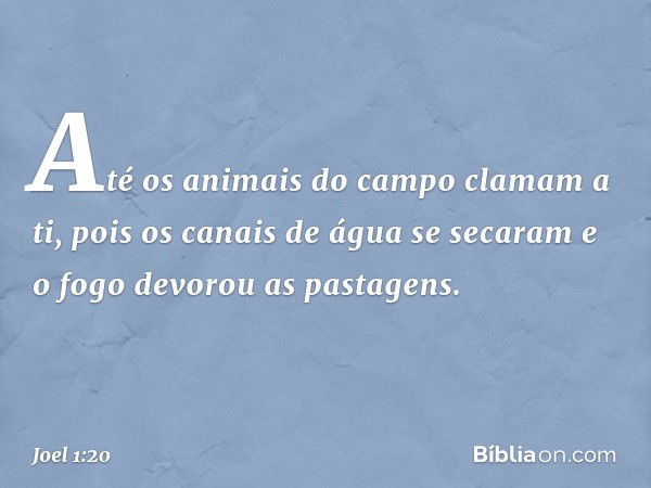 Até os animais do campo clamam a ti,
pois os canais de água se secaram
e o fogo devorou as pastagens. -- Joel 1:20