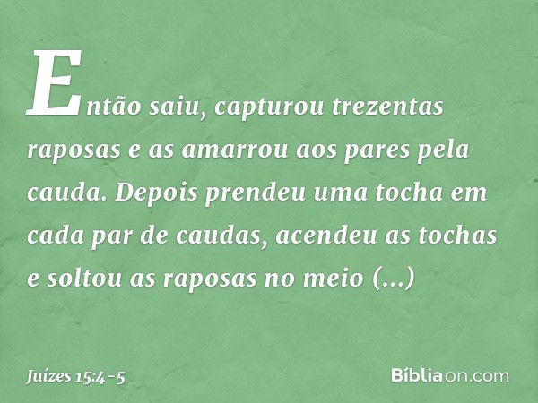 Então saiu, capturou trezentas raposas e as amarrou aos pares pela cauda. Depois prendeu uma tocha em cada par de caudas, acendeu as tochas e soltou as raposas 