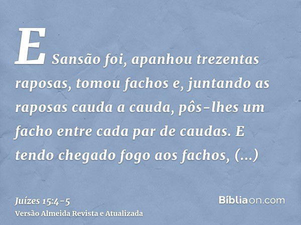 E Sansão foi, apanhou trezentas raposas, tomou fachos e, juntando as raposas cauda a cauda, pôs-lhes um facho entre cada par de caudas.E tendo chegado fogo aos 