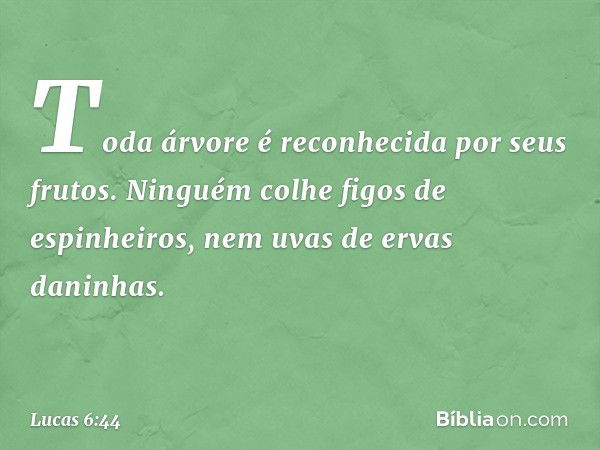 Toda árvore é reconhecida por seus frutos. Ninguém colhe figos de espinheiros, nem uvas de ervas daninhas. -- Lucas 6:44