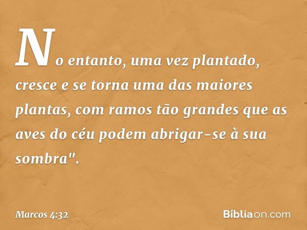 No entanto, uma vez plantado, cresce e se torna uma das maiores plantas, com ramos tão grandes que as aves do céu podem abrigar-se à sua sombra". -- Marcos 4:32