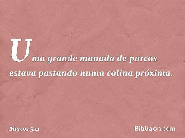 Uma grande manada de porcos estava pastando numa colina próxima. -- Marcos 5:11