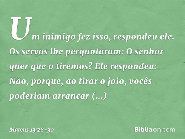 " 'Um inimigo fez isso', respondeu ele.
"Os servos lhe perguntaram: 'O senhor quer que o tiremos?' "Ele respondeu: 'Não, porque, ao tirar o joio, vocês poderiam