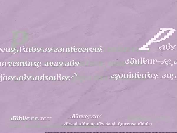 Pelos seus frutos os conhecereis. Colhem-se, porventura, uvas dos espinheiros, ou figos dos abrolhos?