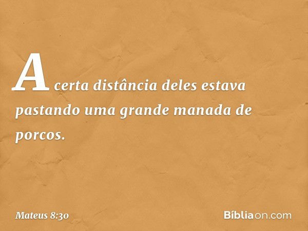 A certa distância deles estava pastando uma grande manada de porcos. -- Mateus 8:30