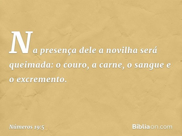 Na presença dele a novilha será queimada: o couro, a carne, o sangue e o excremento. -- Números 19:5