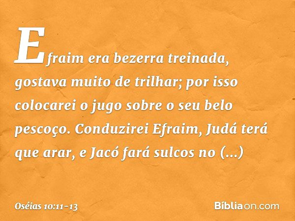 Efraim era bezerra treinada,
gostava muito de trilhar;
por isso colocarei
o jugo sobre o seu belo pescoço.
Conduzirei Efraim,
Judá terá que arar,
e Jacó fará su