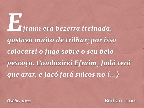 Efraim era bezerra treinada,
gostava muito de trilhar;
por isso colocarei
o jugo sobre o seu belo pescoço.
Conduzirei Efraim,
Judá terá que arar,
e Jacó fará su