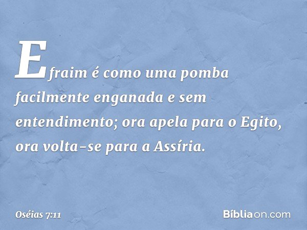 "Efraim é como uma pomba
facilmente enganada
e sem entendimento;
ora apela para o Egito,
ora volta-se para a Assíria. -- Oséias 7:11