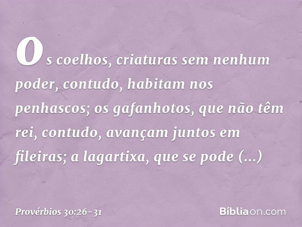 os coelhos, criaturas sem nenhum poder,
contudo, habitam nos penhascos; os gafanhotos, que não têm rei,
contudo, avançam juntos em fileiras; a lagartixa, que se