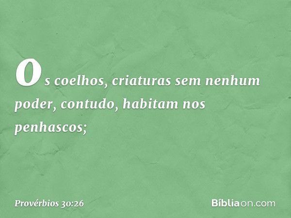 os coelhos, criaturas sem nenhum poder,
contudo, habitam nos penhascos; -- Provérbios 30:26