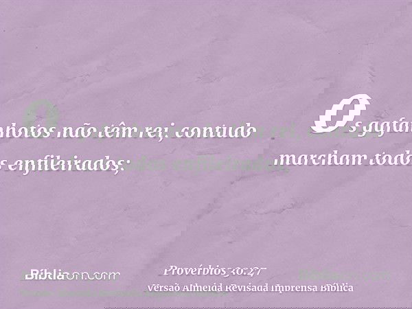 os gafanhotos não têm rei, contudo marcham todos enfileirados;