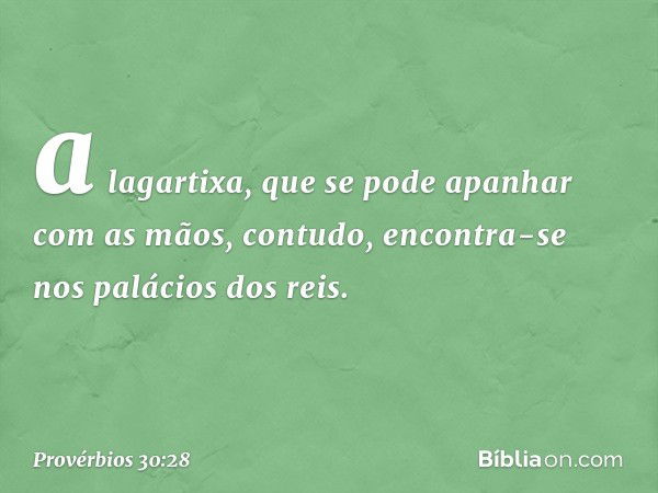 a lagartixa, que se pode
apanhar com as mãos,
contudo, encontra-se nos palácios dos reis. -- Provérbios 30:28